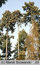 Pseudotsuga menziesii (daglezja zielona)