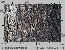 Pseudotsuga menziesii (daglezja zielona)