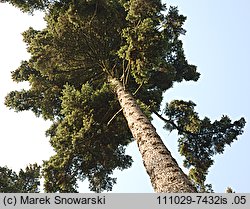 Pseudotsuga menziesii (daglezja zielona)