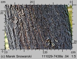 Pinus strobus (sosna amerykańska)