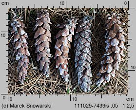 Pinus strobus (sosna amerykańska)