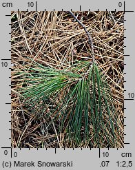 Pinus strobus (sosna amerykańska)