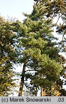 Pinus strobus (sosna amerykańska)