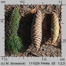 Picea abies (świerk pospolity)