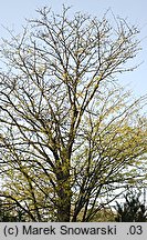 Gleditsia triacanthos (glediczja trójcierniowa)