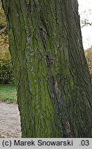 Gleditsia triacanthos (glediczja trójcierniowa)