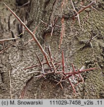 Gleditsia triacanthos (glediczja trójcierniowa)