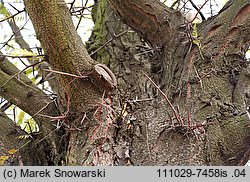 Gleditsia triacanthos (glediczja trójcierniowa)