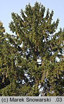 Picea abies (świerk pospolity)