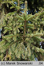 Picea abies (świerk pospolity)