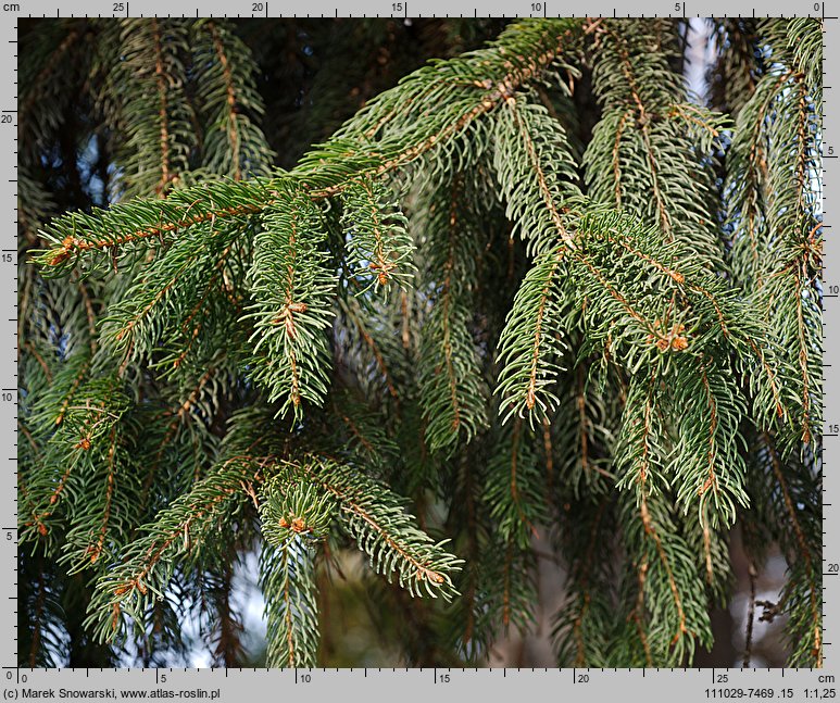 Picea abies (świerk pospolity)