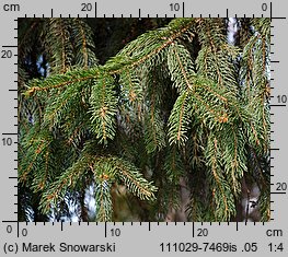 Picea abies (świerk pospolity)