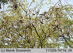 Gleditsia triacanthos (glediczja trójcierniowa)