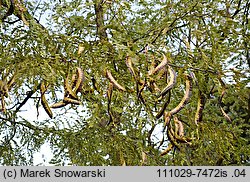 Gleditsia triacanthos (glediczja trójcierniowa)