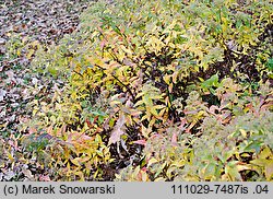 Spiraea japonica (tawuła japońska)