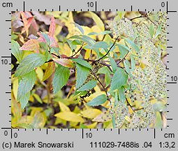 Spiraea japonica (tawuła japońska)