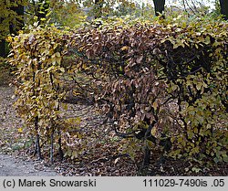 Carpinus betulus (grab pospolity)