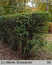 Ligustrum vulgare (ligustr pospolity)