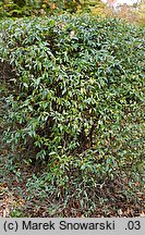 Ligustrum vulgare (ligustr pospolity)