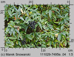 Ligustrum vulgare (ligustr pospolity)