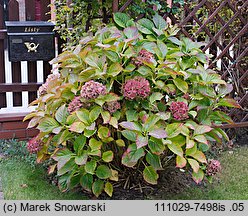 Hydrangea macrophylla (hortensja ogrodowa)