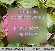 Hydrangea macrophylla (hortensja ogrodowa)