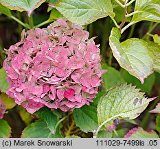 Hydrangea macrophylla (hortensja ogrodowa)