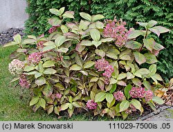 Hydrangea macrophylla (hortensja ogrodowa)