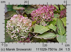 Hydrangea macrophylla (hortensja ogrodowa)