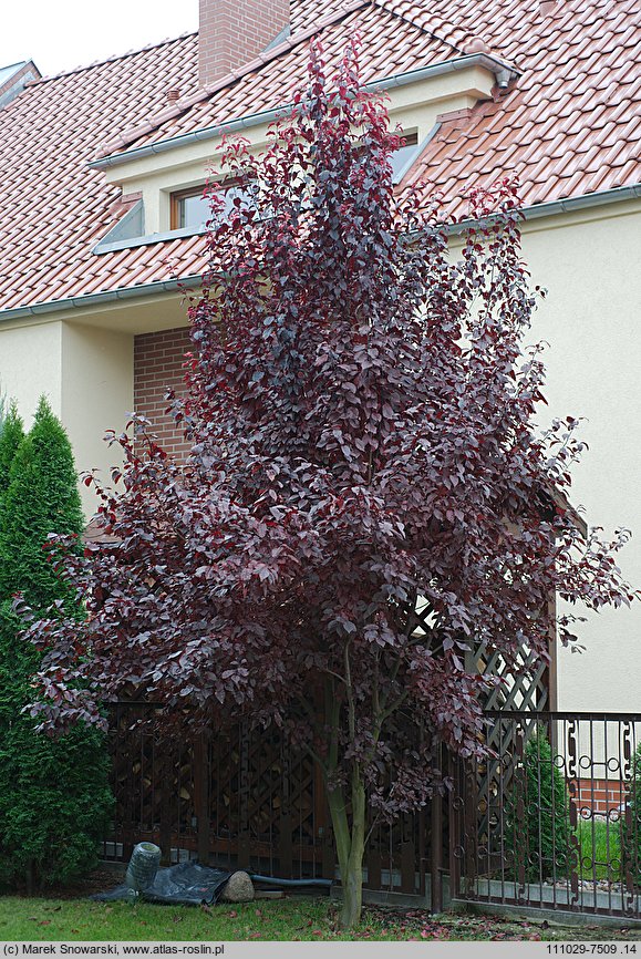 Prunus cerasifera Pissardii