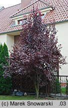 Prunus cerasifera Pissardii