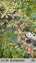 Forsythia ×intermedia (forsycja pośrednia)