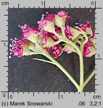 Spiraea japonica (tawuła japońska)