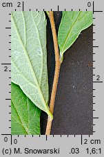 Spiraea japonica (tawuÅ‚a japoÅ„ska)