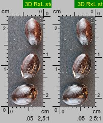 Ligustrum vulgare (ligustr pospolity)