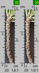 Pinus strobus (sosna amerykańska)