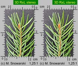 Picea abies (świerk pospolity)