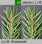 Picea abies (świerk pospolity)