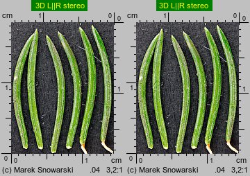 Picea abies (świerk pospolity)