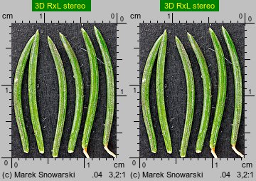 Picea abies (świerk pospolity)