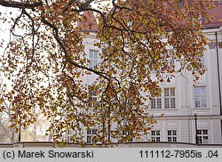 Platanus ×hispanica (platan klonolistny)