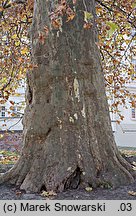 Platanus ×hispanica (platan klonolistny)