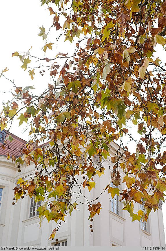 Platanus ×hispanica (platan klonolistny)