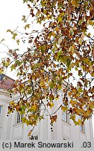 Platanus ×hispanica (platan klonolistny)