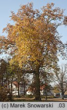 Platanus ×hispanica (platan klonolistny)