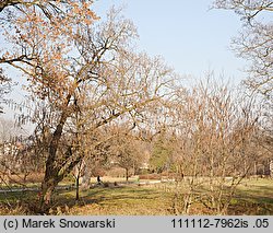 Pterocarya fraxinifolia (skrzydłorzech kaukaski)