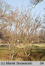 Pterocarya fraxinifolia (skrzydłorzech kaukaski)