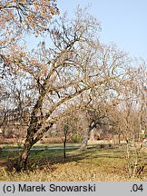 Pterocarya fraxinifolia (skrzydłorzech kaukaski)