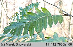 Pterocarya fraxinifolia (skrzydłorzech kaukaski)