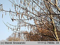 Pterocarya fraxinifolia (skrzydłorzech kaukaski)